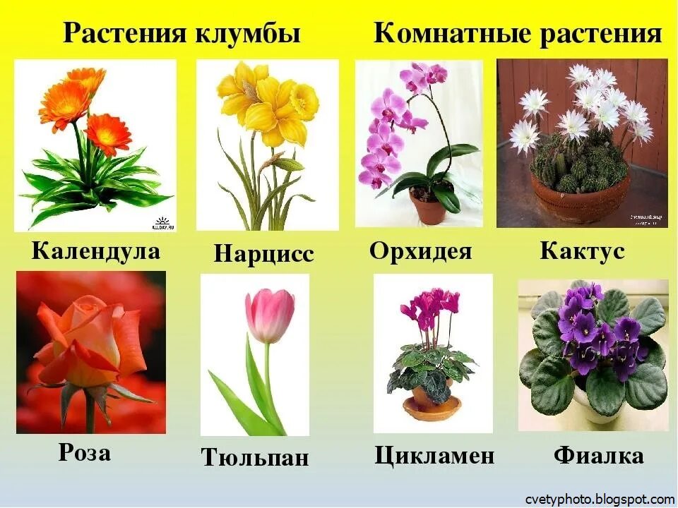 Цветы названия. Название цветочков. Растения на клумбе названия. Комнатные цветы с названиями. Посмотрите какие цветы растут
