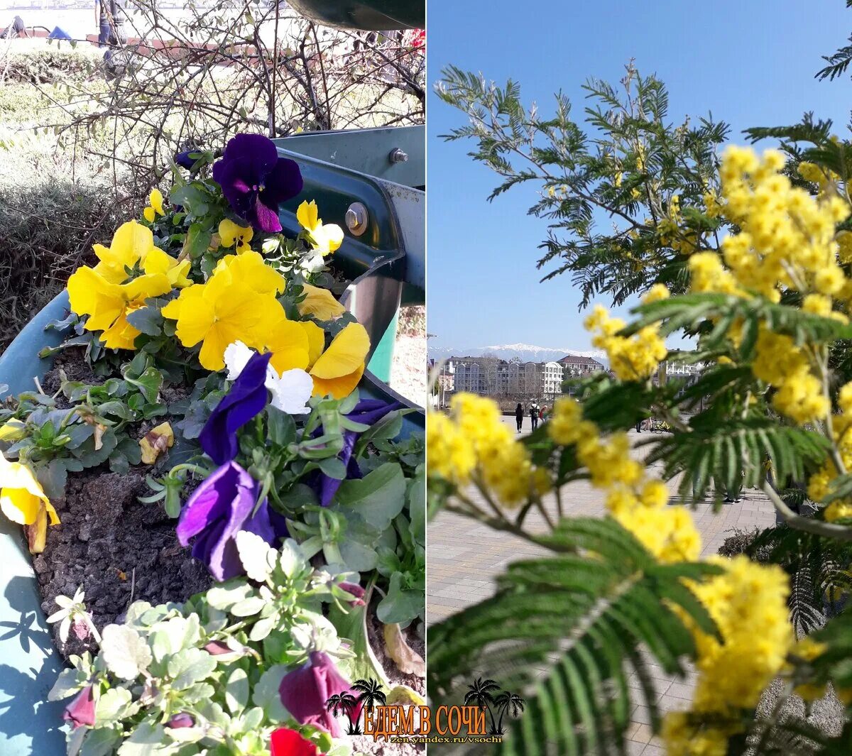 Что цветет в Сочи. Цветущие кустарники в Сочи в апреле. Цветение в Сочи в апреле. Что цветет в Сочи весной. Конкурс в сочи в марте 2024