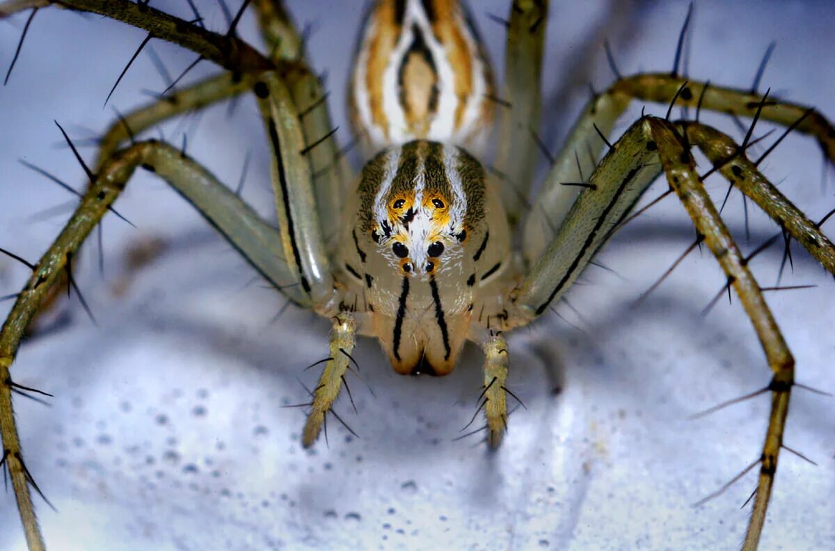 Паук Осовик. Пауки-Плеваки. Редкие пауки. Разные видыпоуков. Spiders pictures