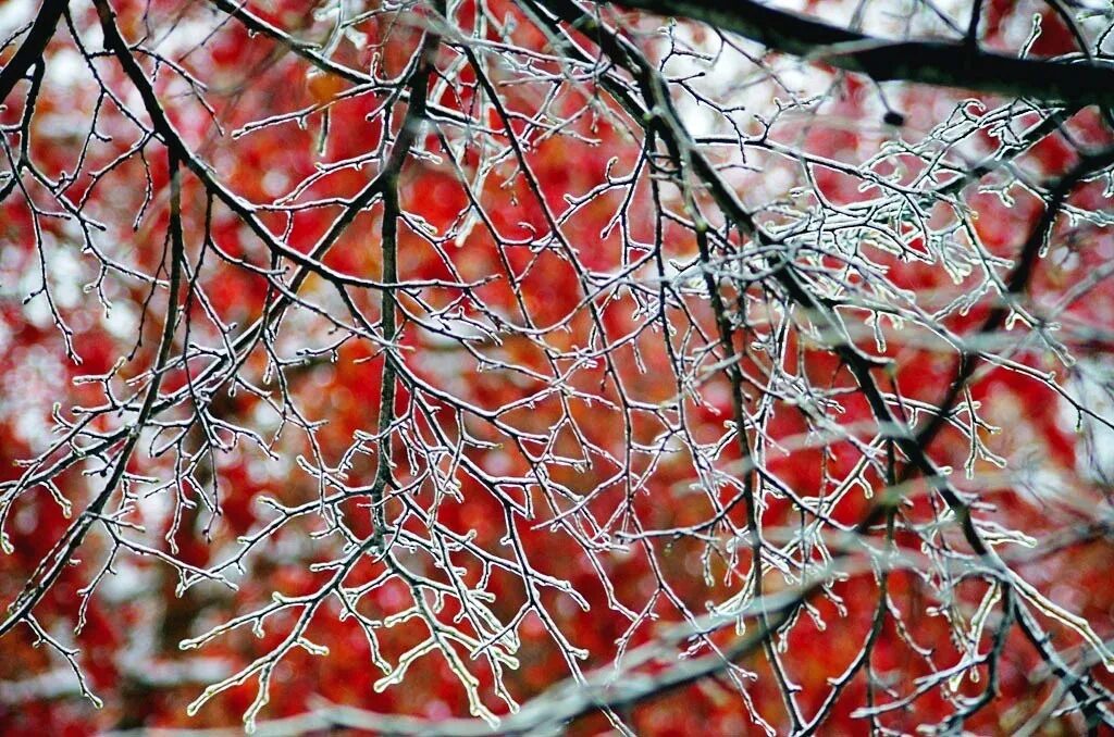 Битцевский лес зима. Заледенелые деревья. Деревья во льду. Гололед на деревьях. Гололед на деревьях.