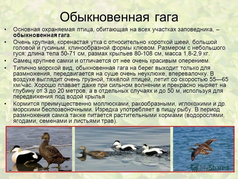 особо охраняемые природные территории пермского края карта. охраняемые тела. охраняемые территории заповедники. особо охраняемые природные территории заповедники. утка гага кандалакшский заповедник.