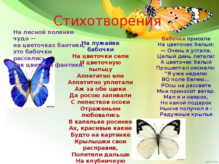 Цветок бабочка рассказ. Стихотворение про бабочку. Стих про бабочку для детей. День бабочек. Слово бабочка.