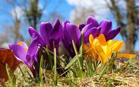 Весна: 130 красивых картинок