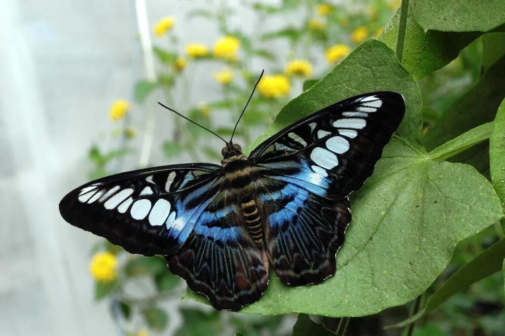 Бабочки в москве где. Parthenos Sylvia бабочка. Тропические бабочки Московский зоопарк. Павильон птицы и бабочки в Московском зоопарке. Бабочки Подмосковья.