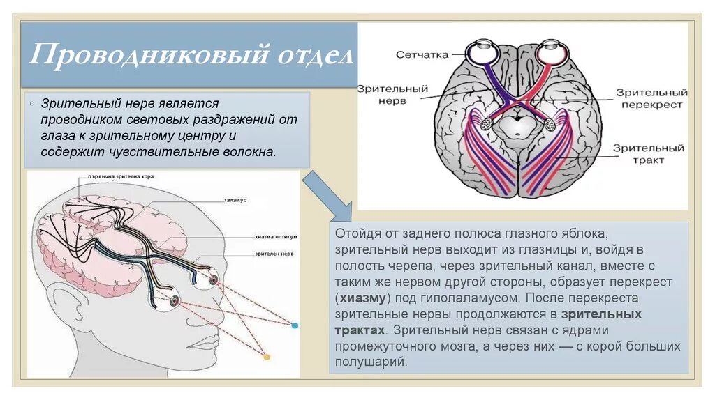 Проводниковый отдел зрительного анализатора функции. Проводниковый отдел зрительного анализатора строение. Путь зрительного анализатора анатомия. Структура проводникового отдела зрительного анализатора. Место откуда выходит зрительный нерв