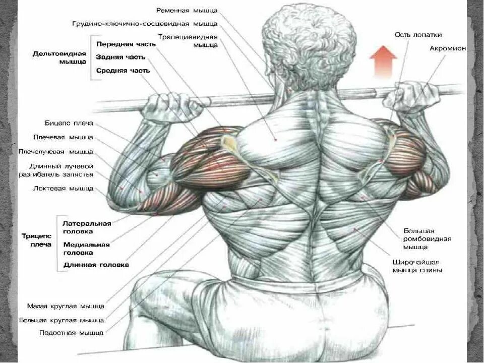 Ромбовидная мышца спины упражнения. Упражнения на трапециевидную мышцу. Трапециевидная мышца спины упражнения. Длинные мышцы спины упражнения. Тренировка грудь бицепс.