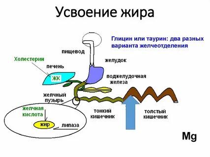 Процесс расщепления белков