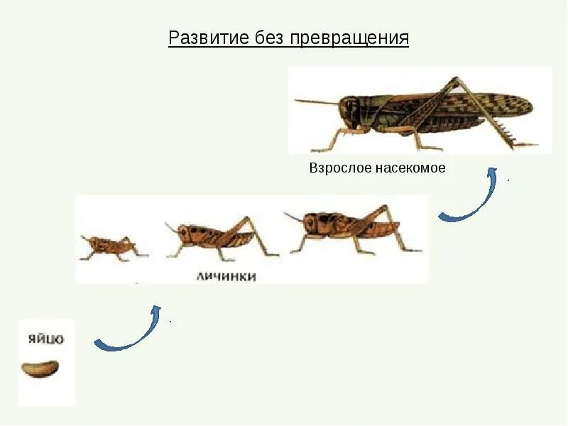 Превращения в биологии. Развитие животных с превращением и без превращения схема. биология 7 класс развитие животных с превращением и без превращения. развитие с превращением и без превращения 7 класс. развитие без превращения стадии.