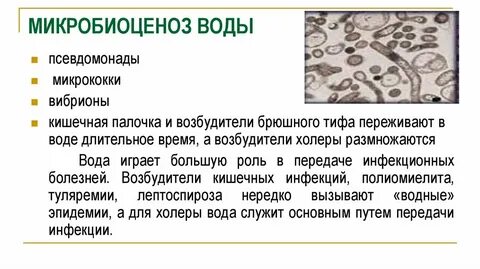 Микробиоценоз