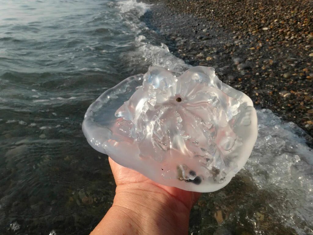 Корнерот медуза в черном море опасны. Медузы черного моря сочи корнерот. Медузы черного моря. Медузы черного моря. Маленькие медузы в черном море.