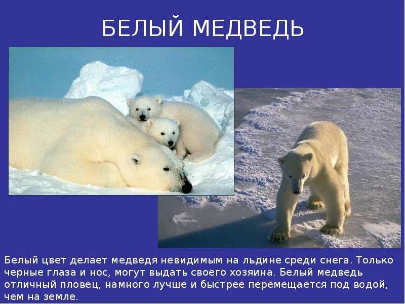 Причины вымирания белых медведей. Рассказ о белом медведе. Вымирающие животные белый медведь. Как защищается белый медведь. Презентация на тему белый медведь.