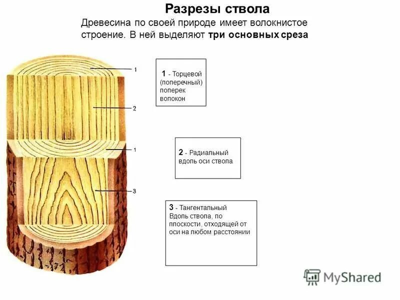 трещины усушки древесины. древесина презентация. трещины усушки древесины: торцовые, боковые. радиальный разрез древесины проходит вдоль оси ствола. порода древесины лиственница.