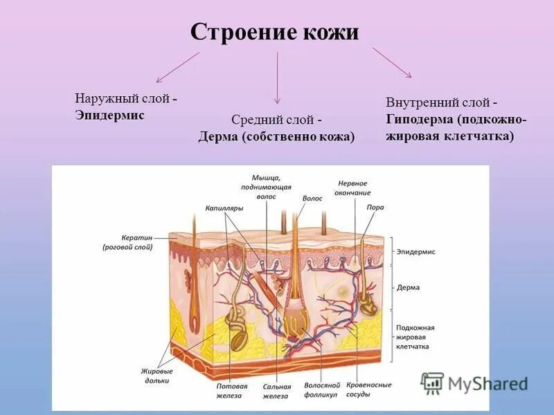 Биология покровы тела строение и функции кожи