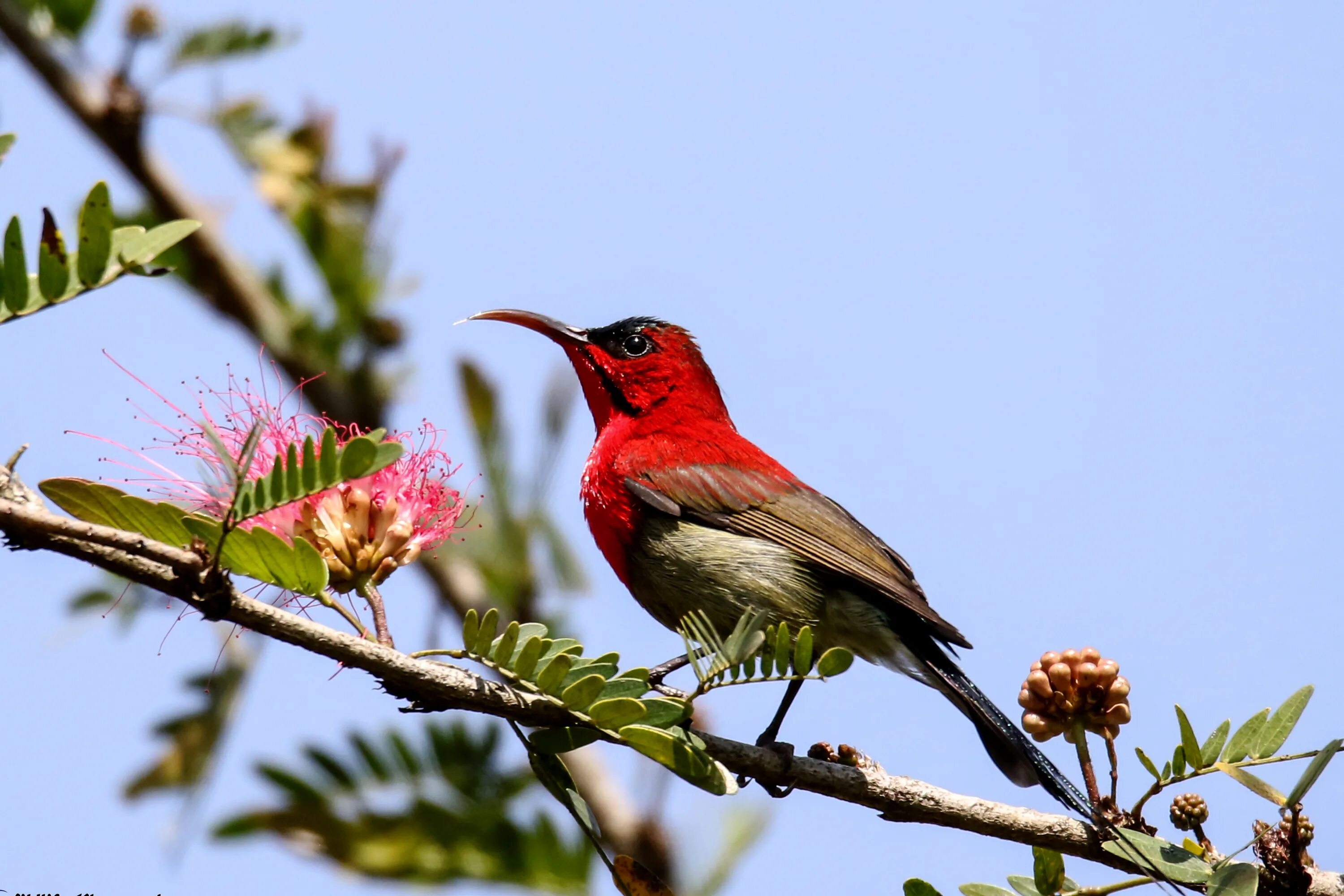 National bird. Crimson Sunbird.