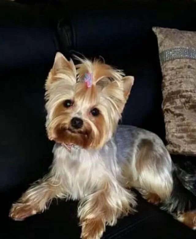 терьера щенки йоркширского м͓и͓н͓и͓. йорк недорого. ерки макси. йорк недорого. приют йоркширских терьеров тольятти.