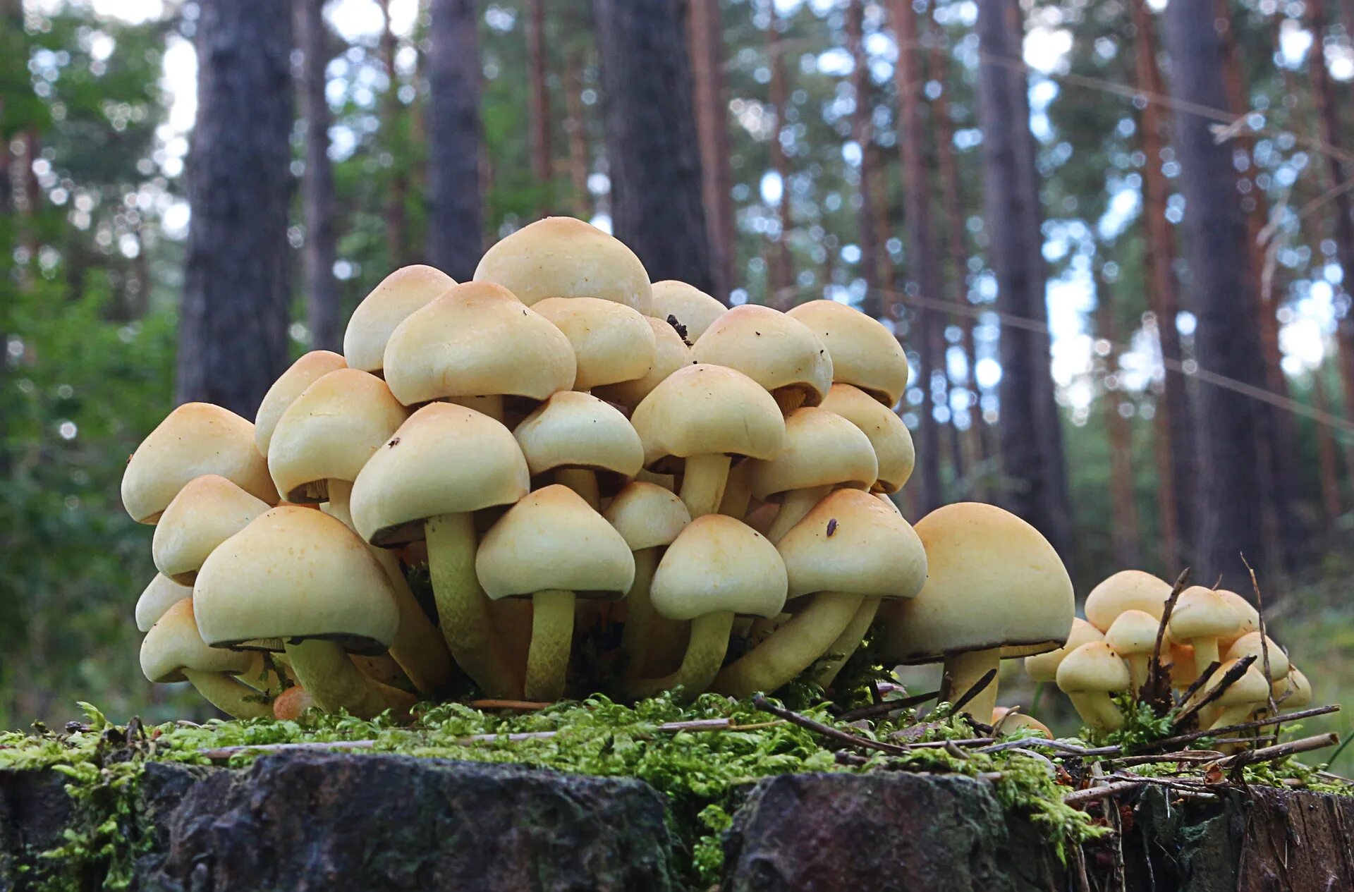 Опасные съедобные грибы. Черная поганка гриб. Опята несъедобные. Ядовитые грибы в лесу. Несъедобные грибы в лесу.