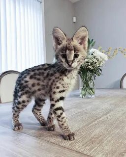 Кот за 1 рубль
