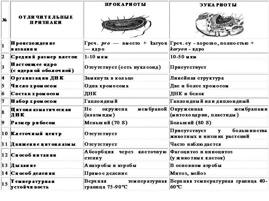 Сходства и различия эукариот. Признаки прокариоты и эукариоты таблица. Строение клеток прокариот и эукариот таблица. Сравнение прокариот и эукариот таблица. Отличительные признаки прокариот и эукариот таблица.