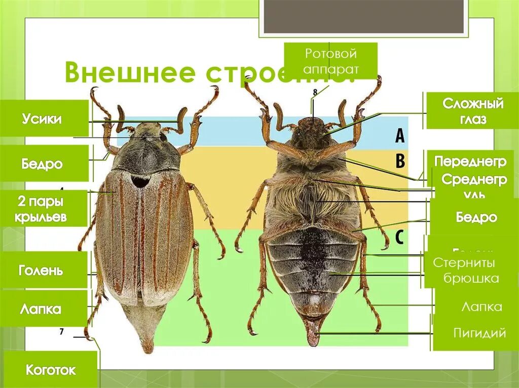 Строение насекомого майского жука. Внешнее строение насекомых. Пигидий у насекомых. Стерниты у насекомых. Внешнее строение жука.