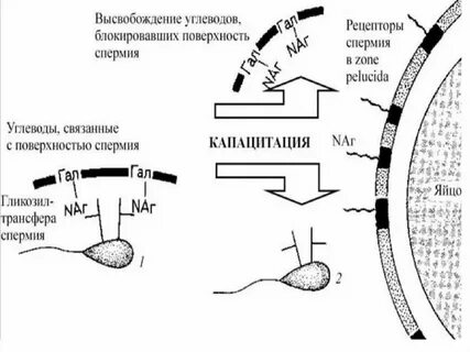 Функция кортикальных гранул яйцеклетки