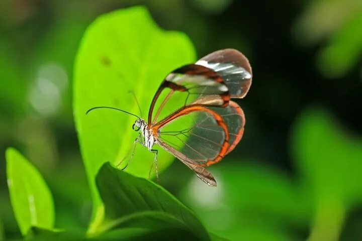 Pin by Rachana on Insects Glasswinged butterfly, Glasswing butterfly, Insects