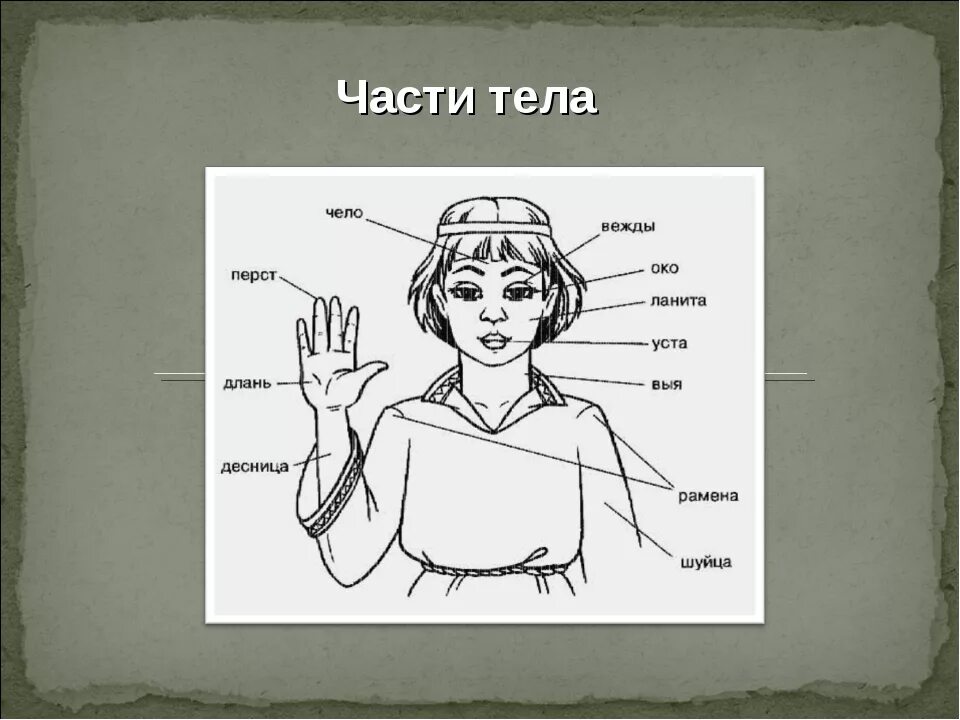 Где выи. Устаревшие названия частей тела. Старорусские названия частей тела. Старинные названия частей тела человека. Части тела человека на древнем языке.