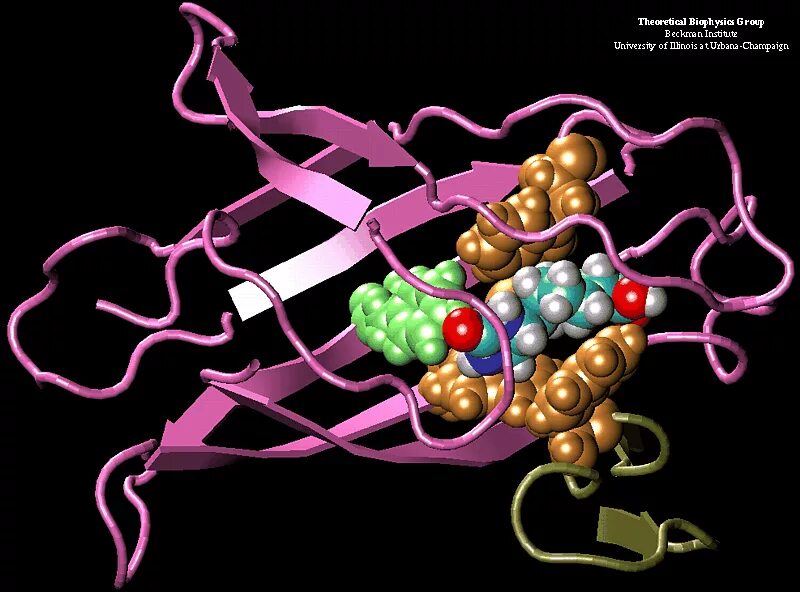 Молекулярная биофизика. Связывание стрептавидина и биотина. Авидин-Биотиновое Связывание. Молекулярное размножение.