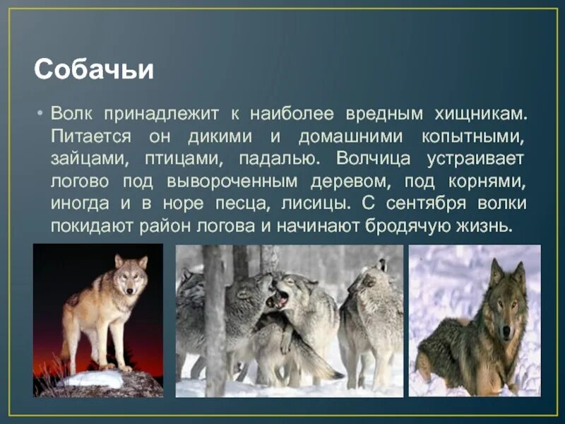 Сообщение о волке 6 класс. Описание волка. волк для презентации. рассказ о волке. сообщение о волкове.