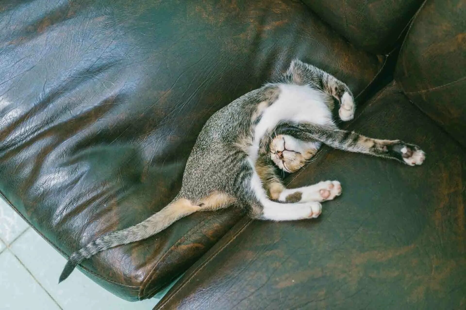 Почему коты странные