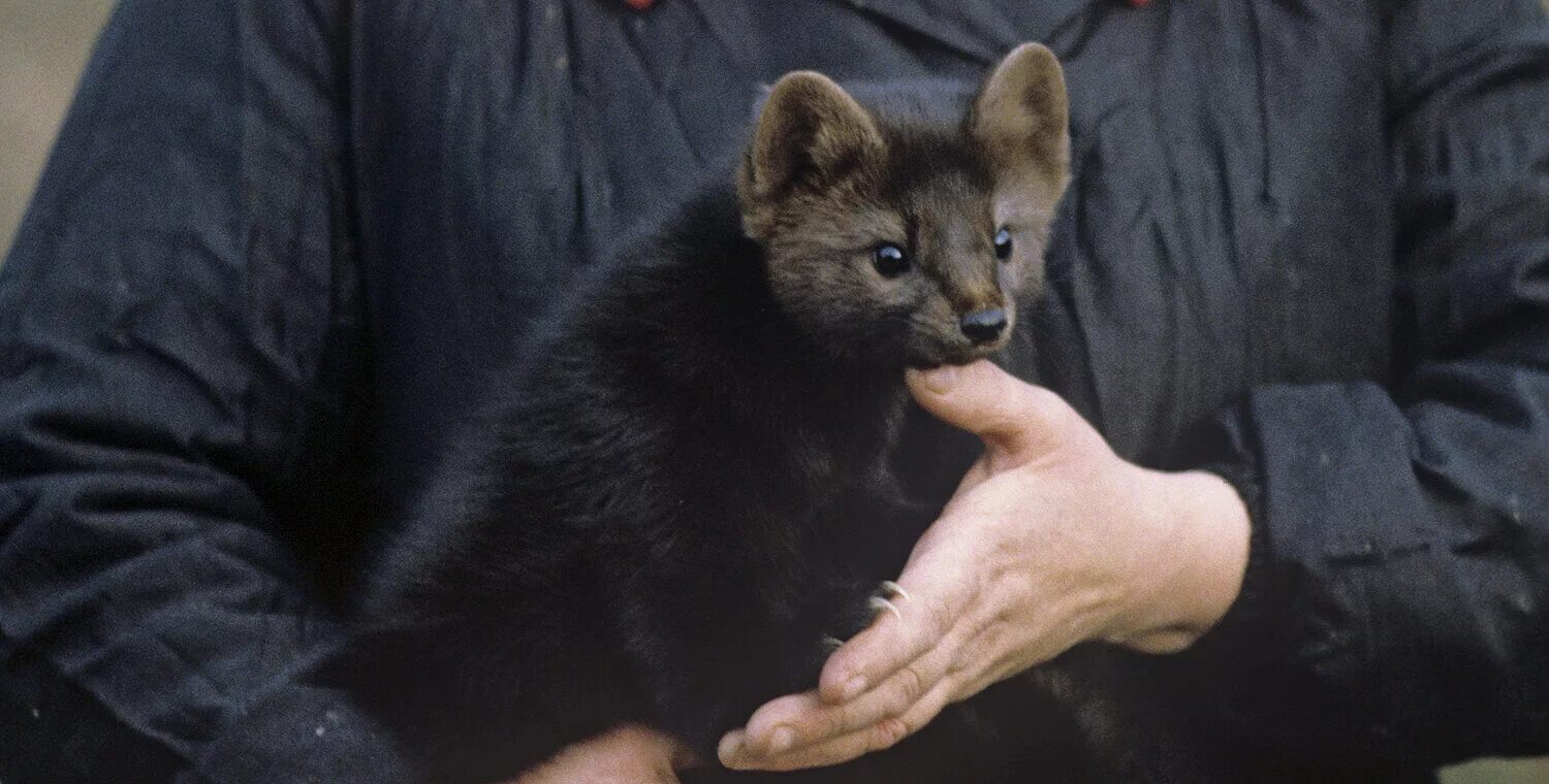 Соболь найден. Баргузинский заповедник соболь. Соболь - martes zibellina. Сибирский баргузинский соболь. Заповедник малая сосьва.