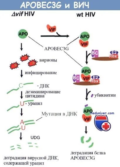 Сколько клеток вич