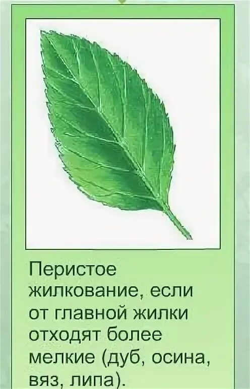 Тип жилкование листа осины. Жилкование липы. жилкование листа осины. жилкование листьев вяза. жилкование листа березы.