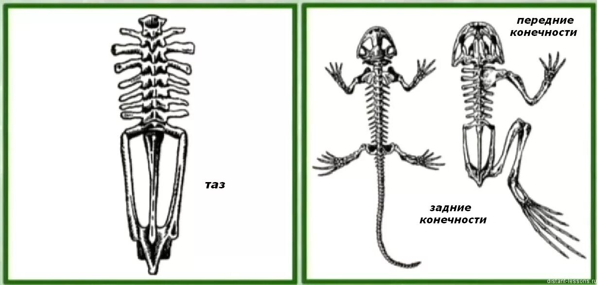 Задние конечности ящерицы. Скелет лягушки передние конечности. Скелет конечностей земноводных. Пояс задних конечностей у земноводных. Строение скелета Тритона.