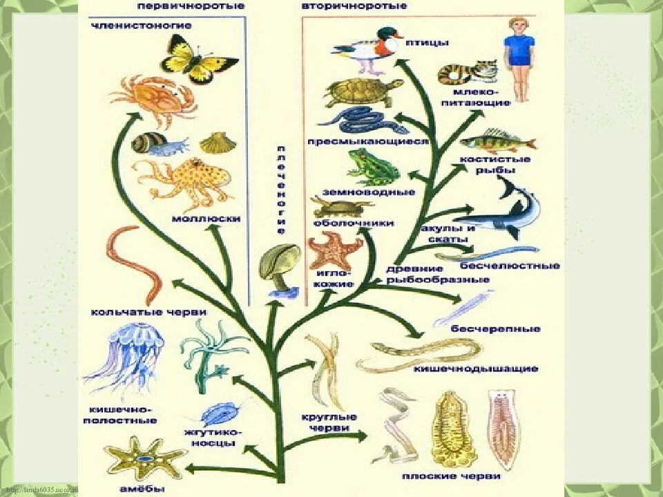 Эволюционное Древо беспозвоночных. Эволюция беспозвоночных схема. Эволюционное Древо животных 7 класс биология. Эволюция беспозвоночных животных. Появление беспозвоночных