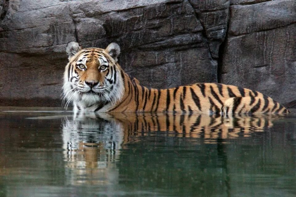 Chery tiggo 8 pro 2021.