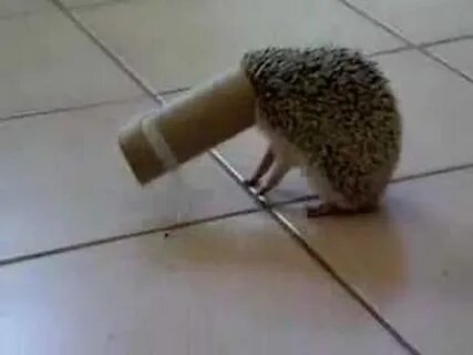 Ежик какает