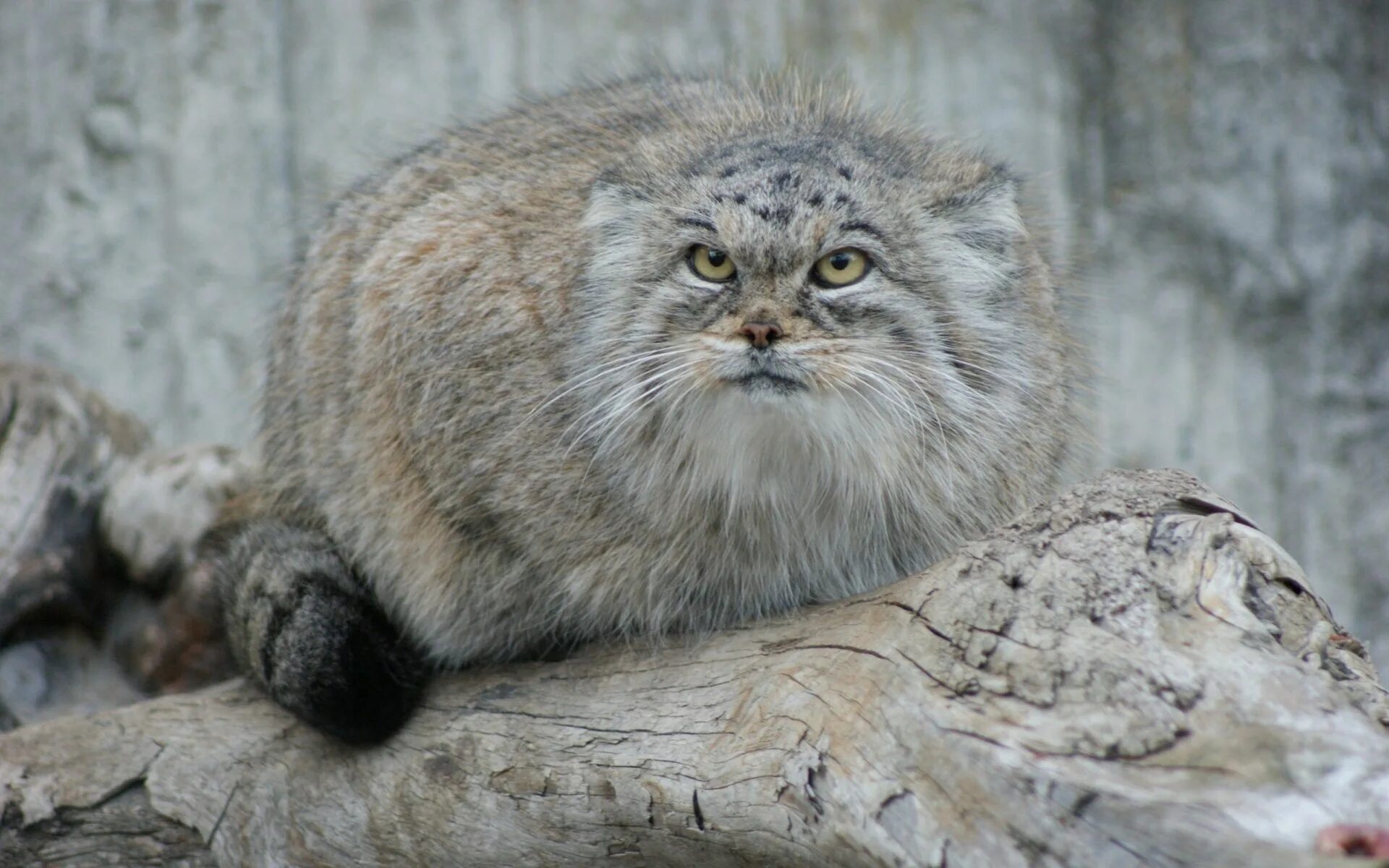 Кот Манул. Камышовый кот Манул. Кот Манул Забайкальского края. Тибетский Манул. Густота шерсти манула