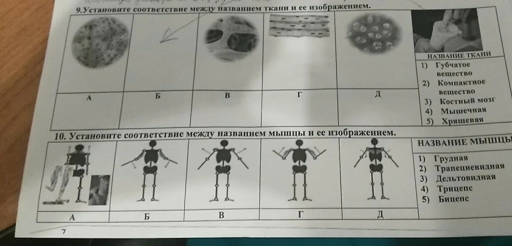 Установите соответствие между изображением инструмента. Установите соответствие между названием ткани. Установите соответствие между названием ткани и их изображениями. Установите соответствие между изображение мышцы и ее названиям. Установите соответствие между названием ткани и её изображением.