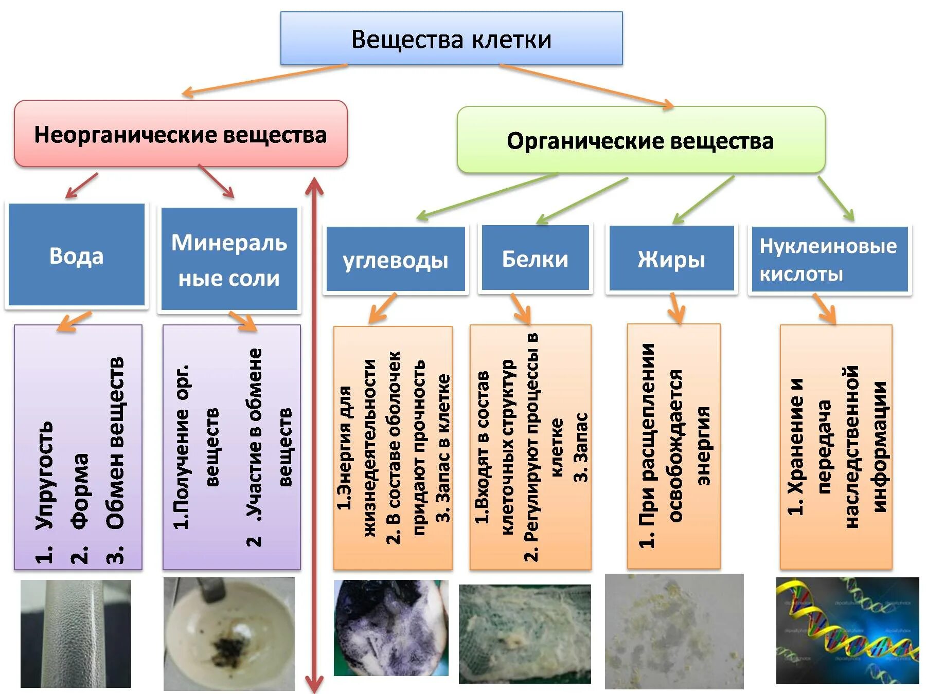 Что такое органические и неорганические вещества. Химический состав клетки органические и неорганические вещества. Органические вещества входящие в состав клетки. Органический состав клетки. Вещества которые входят в состав клетки.