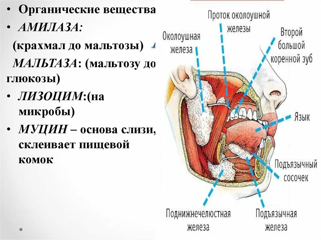 Мальтаза. Мальтаза в слюне. Околоушная железа пищеварительной системы анатомия и физиология. Мальтаза вырабатывается в.