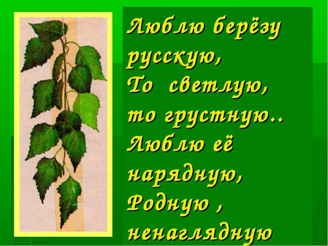 Загадка про березу для дошкольников