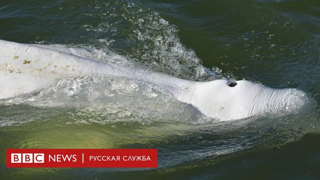 Спасение белух. Кит белуха. северный дельфин белуха. белуха (млекопитающее).