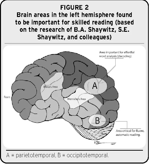 Reading in the brain. Dyslexia brain. дислексия мозга книга. left hemisphere. what brain does.