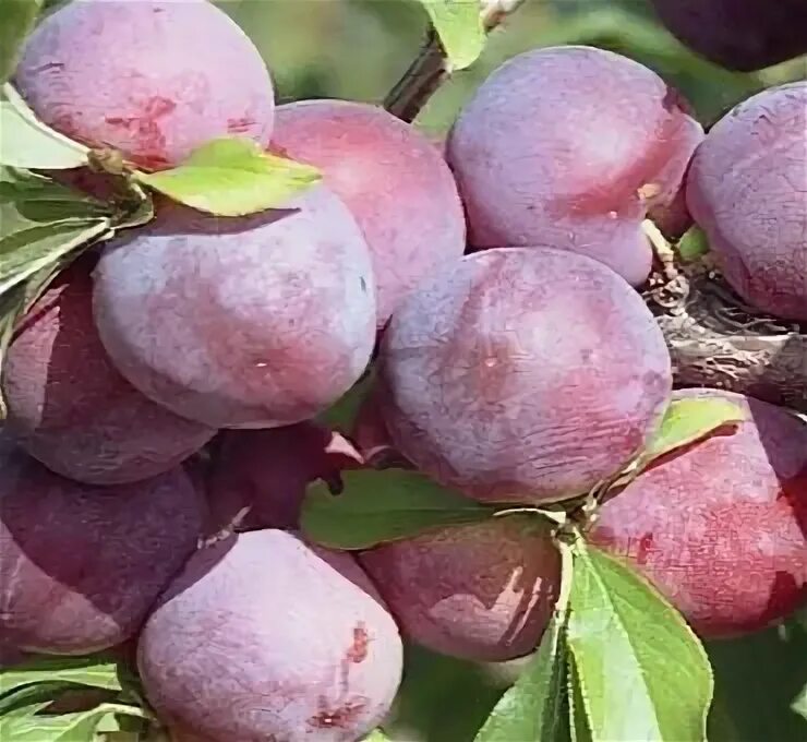 Сливово вишневый гибрид купить саженцы