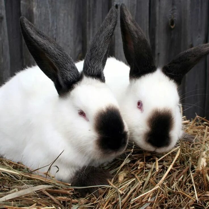 Well rabbit. Well rabbit