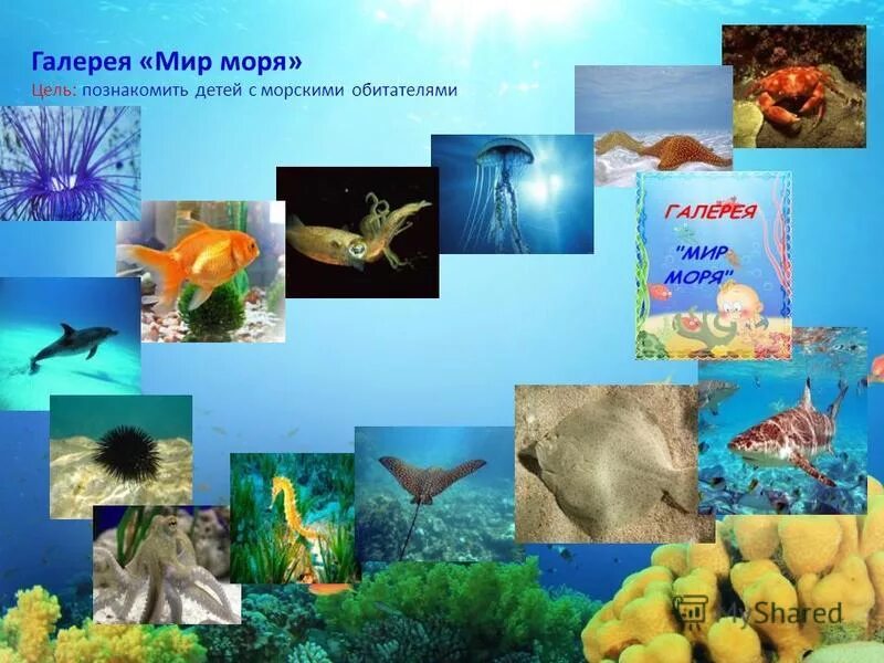 презентация морские обитататели. презентация на тему подводный мир. морской мир презентация. поразительный подводный мир. животные живущие в соленой воде.