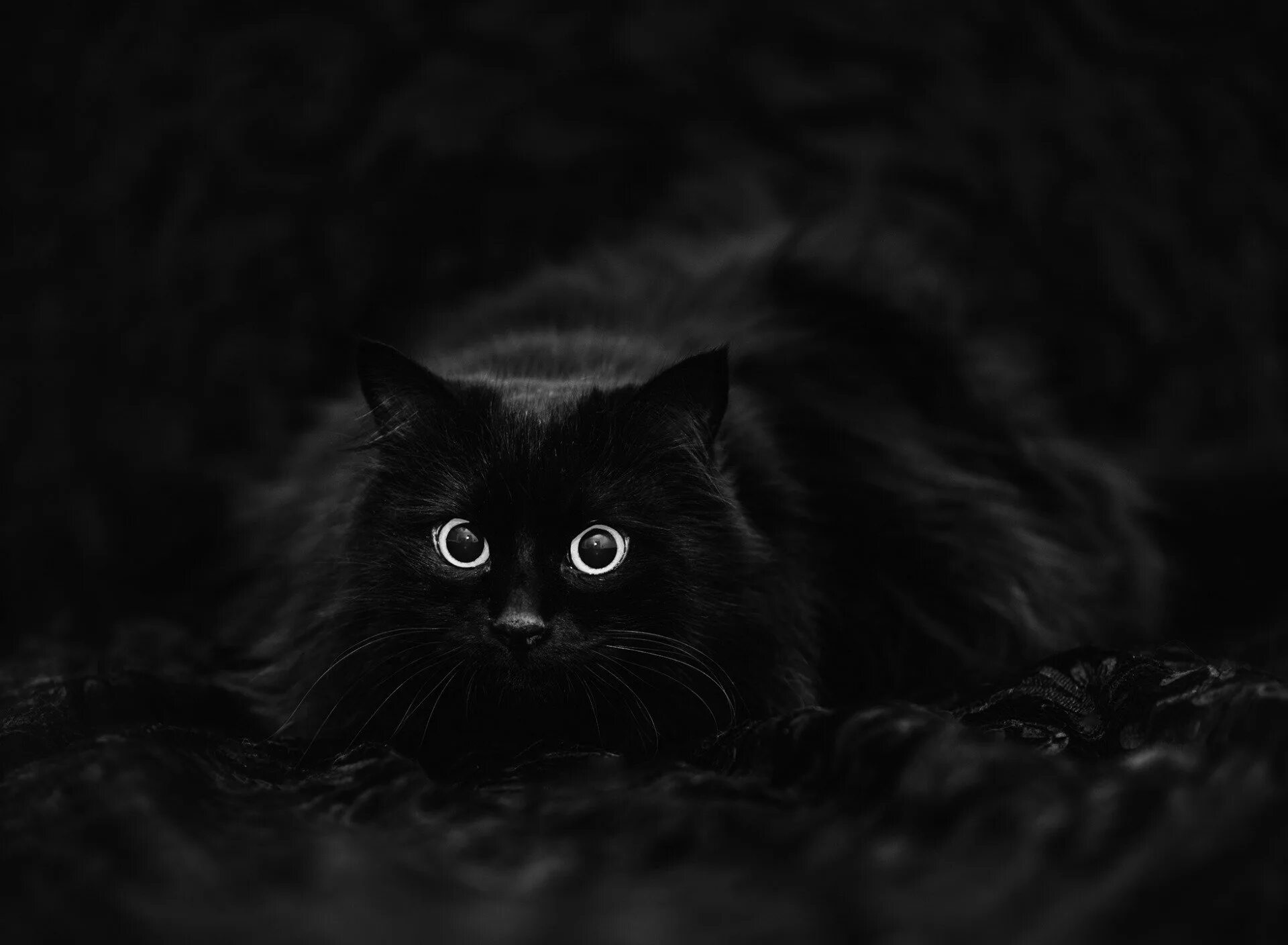 Черное изображение. Черный кот на черном фоне. Черный котенок на черном фоне. Черный кот 4к.