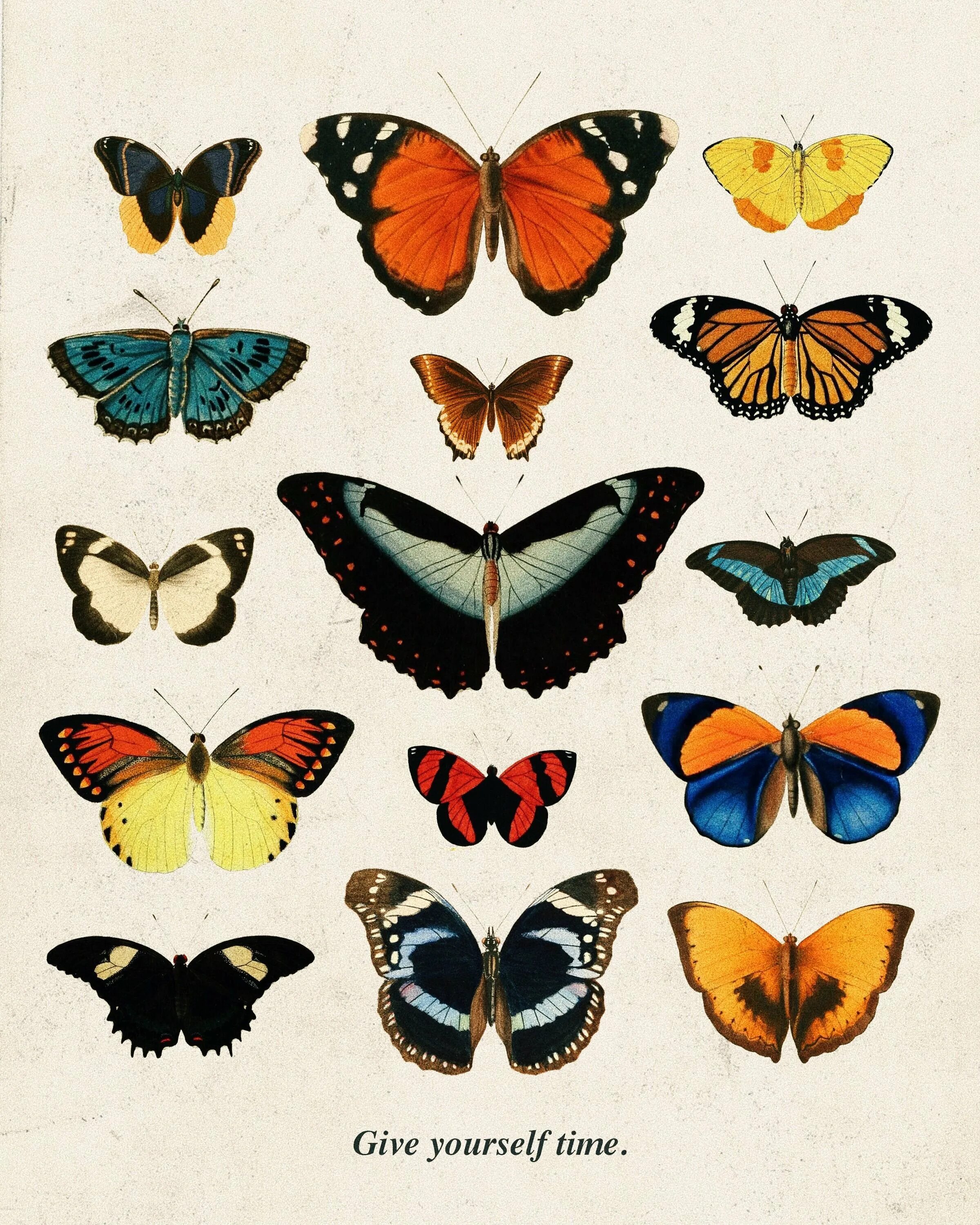 Разнообразие бабочек. Бабочки. Бабочки цветные. Бабочка рисунок.