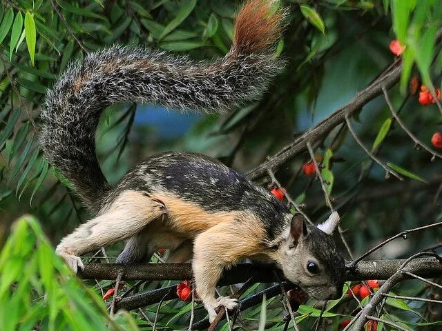 Пестрая белка. Белка Стейнджера. Трехцветная белка. Sciurus VARIEGATOIDES. Пёстрая белка.