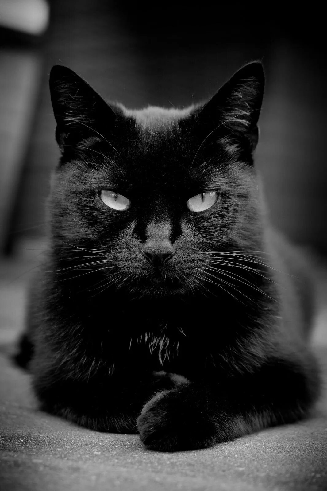 Фото черных котов на аву @дневники Избранное :: Хранитель моих воспоминаний. Black cat appreciation day